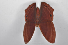 Abisara echerius