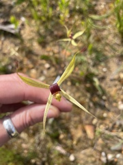 Caladenia leptochila