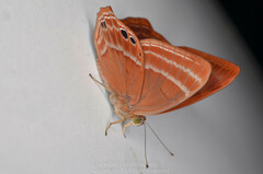 Abisara echerius