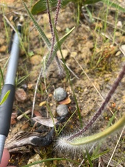 Caladenia leptochila