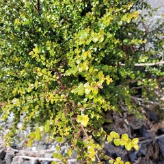 Metrosideros perforata