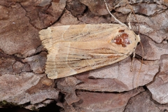 Noctua fimbriata