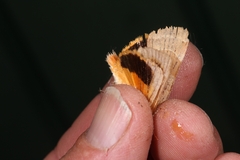 Noctua fimbriata