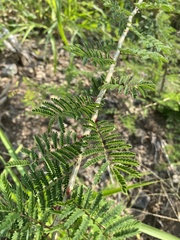 Mimosa benthamii