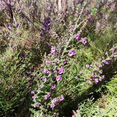 Prostanthera decussata