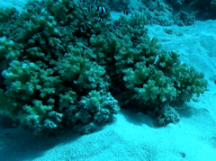 Pocillopora