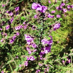 Prostanthera decussata