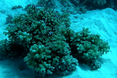 Pocillopora