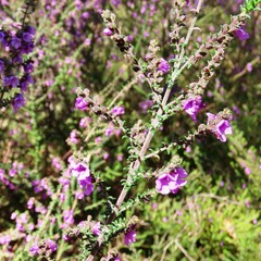 Prostanthera decussata