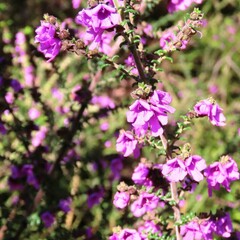 Prostanthera decussata