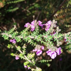 Prostanthera decussata