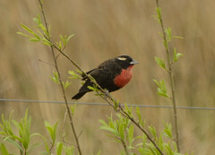 Leistes superciliaris