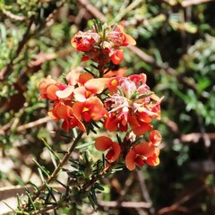 Dillwynia sericea