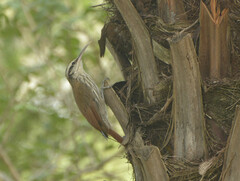 Lepidocolaptes angustirostris
