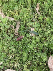 Sherardia arvensis