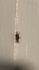 Scotophaeus blackwalli