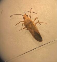 Catorhintha selector