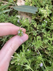 Sherardia arvensis