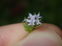 Sherardia arvensis