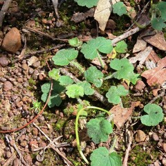 Hydrocotyle hirta