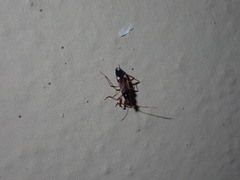 Pseudopamera nitidula