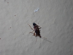 Pseudopamera nitidula