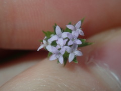 Sherardia arvensis