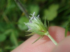 Sherardia arvensis