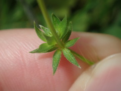 Sherardia arvensis