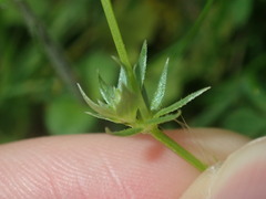 Sherardia arvensis