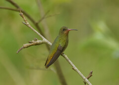 Hylocharis chrysura