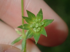 Sherardia arvensis