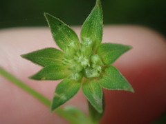 Sherardia arvensis