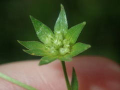 Sherardia arvensis