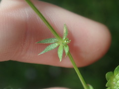 Sherardia arvensis