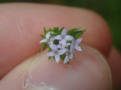 Sherardia arvensis