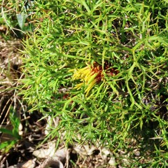 Isopogon ceratophyllus