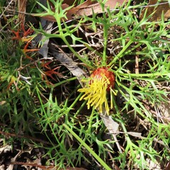Isopogon ceratophyllus