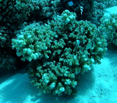 Pocillopora