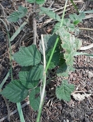Rubus hirtus