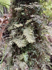 Hymenophyllum frankliniae