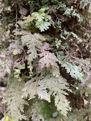 Hymenophyllum frankliniae