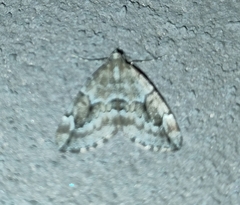 Thera juniperata