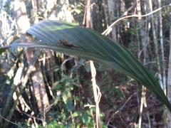 Andriana pyramidata
