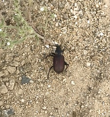 Calosoma vagans