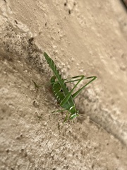Insara elegans