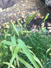 Echinochloa crus-galli