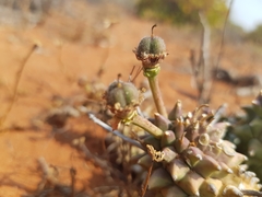 Euphorbia caput-medusae