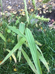 Echinochloa crus-galli