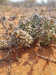 Euphorbia caput-medusae